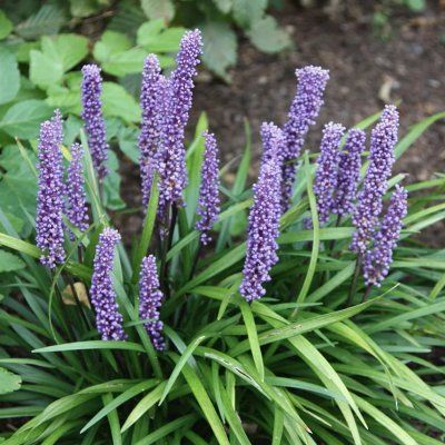 Muscari d'automne Big Blue - Leaderplant
