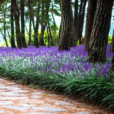 Muscari d'automne Big Blue - Leaderplant