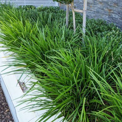 Muscari Evergreen Giant - Leaderplant