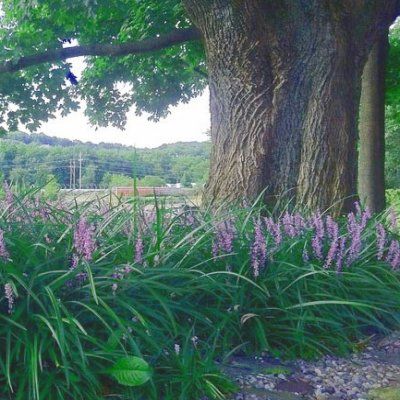 Muscari Evergreen Giant - Leaderplant