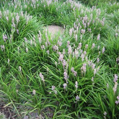 Liriope Muscari Isabella/ Muscari d’été Isabella/ Liriope naine Isabella - Leaderplant