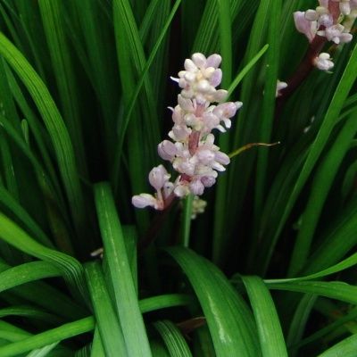 Liriope Muscari Isabella/ Muscari d’été Isabella/ Liriope naine Isabella - Leaderplant