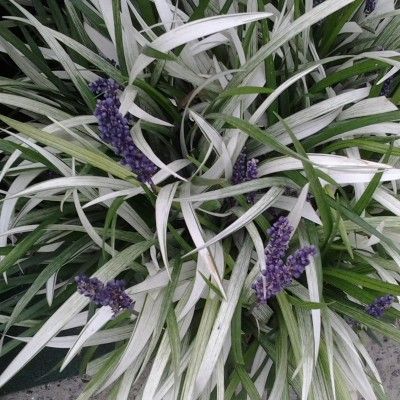 Muscari d'été argenté - Leaderplant