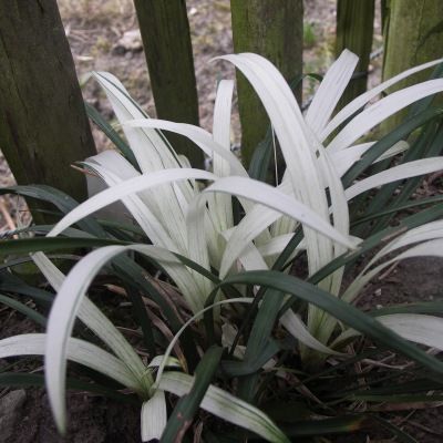 Muscari d'été argenté - Leaderplant