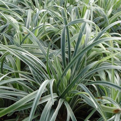 Muscari d'automne panaché - Leaderplant