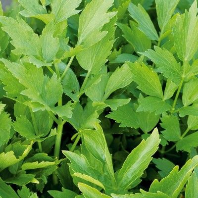 Céléri perpetuel / Livèche / Ache des Montagnes - Leaderplant