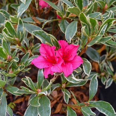 Azalée japonaise Silver Sword - Leaderplant