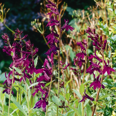 Lobélia Hadspen Purple   - Leaderplant