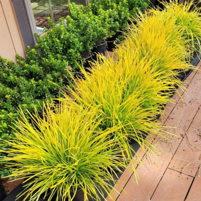Lomandra Miner’s Gold ®     - Leaderplant