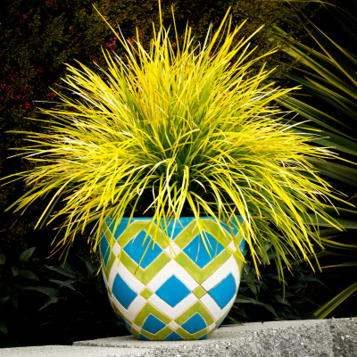 Lomandra Miner’s Gold ®     - Leaderplant