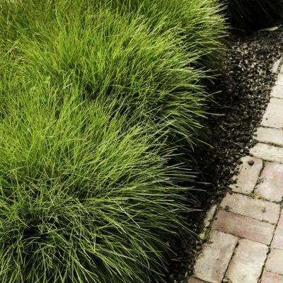Lomandra PomPom ®   - Leaderplant