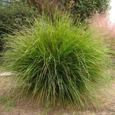 Lomandra tanika ® - Leaderplant