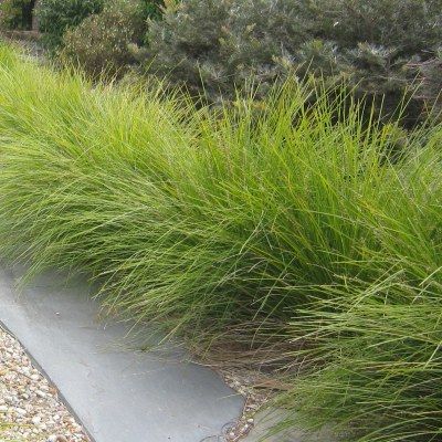 Lomandra tanika ® - Leaderplant