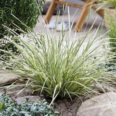 Lomandra White Sand ® - Leaderplant