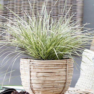 Lomandra White Sand ® - Leaderplant