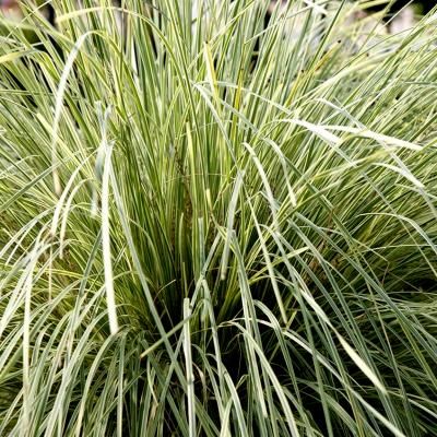 Lomandra White Sand ® - Leaderplant