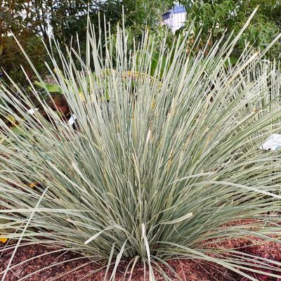 Lomandra White Sand ® - Leaderplant