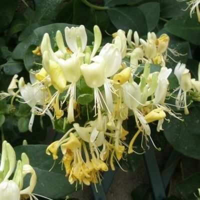 Chèvrefeuille de l'Himalaya (couvre sol ou grimpant) - Leaderplant