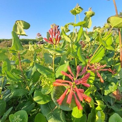 Chèvrefeuille grimpant Dropmore Scarlett - Leaderplant