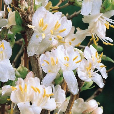 Chèvrefeuille arbustif d'hiver - Leaderplant