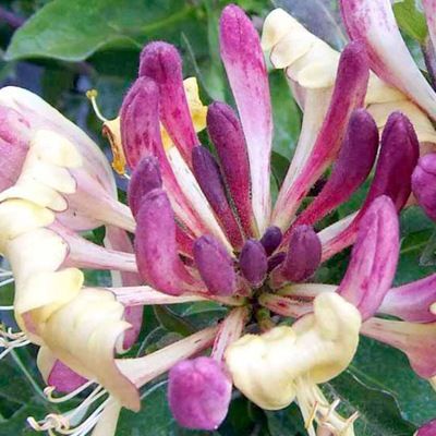 Chèvrefeuille nain 'Chic & Choc' ® - Lonicera 'Chic & Choc' ® - Leaderplant