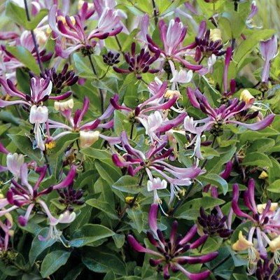 Chèvrefeuille nain 'Chic & Choc' ® - Lonicera 'Chic & Choc' ® - Leaderplant