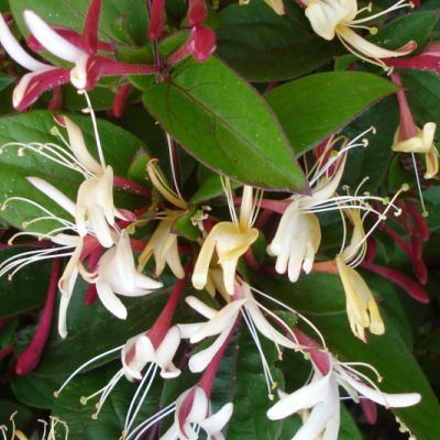 Chèvrefeuille grimpant de Chine - Leaderplant