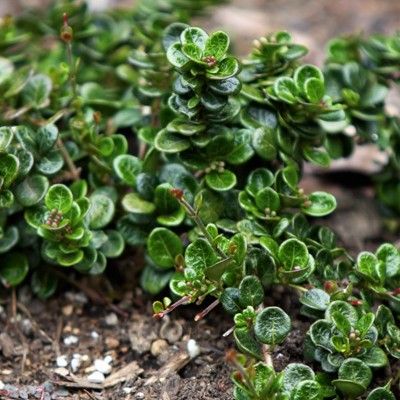 Lonicera crassifolia - Chèvrefeuille couvre-sol nain - Leaderplant