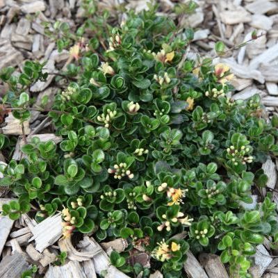 Lonicera crassifolia - Chèvrefeuille couvre-sol nain - Leaderplant