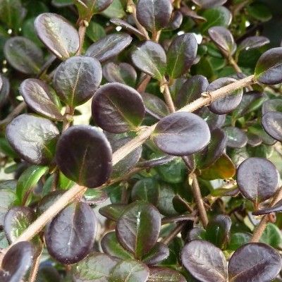 Lonicera crassifolia - Chèvrefeuille couvre-sol nain - Leaderplant