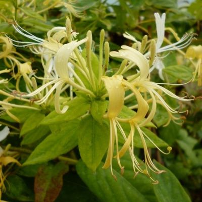 Chèvrefeuille grimpant parfumé Delavayi - Leaderplant