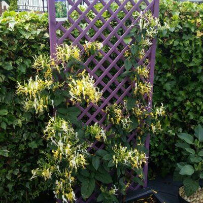 Chèvrefeuille grimpant parfumé Delavayi - Leaderplant