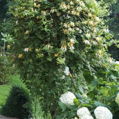 Chèvrefeuille grimpant parfumé Delavayi - Leaderplant