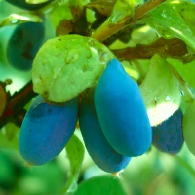 Chèvrefeuille Baie de Mai Dolce Vita ® - Leaderplant