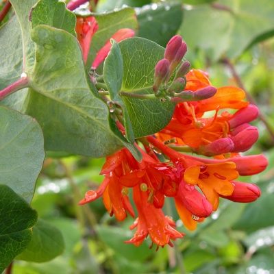 Chèvrefeuille grimpant Dropmore Scarlett - Leaderplant