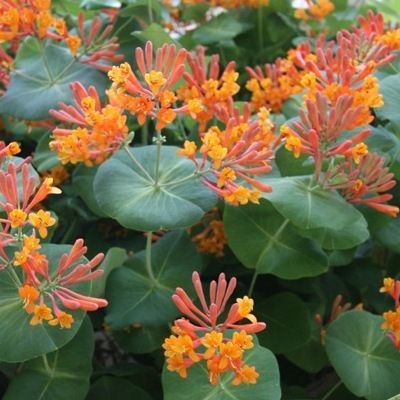 Chèvrefeuille grimpant Dropmore Scarlett - Leaderplant