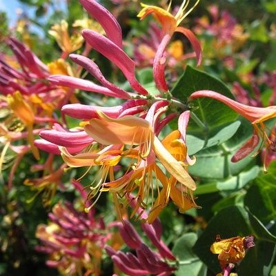 Chèvrefeuille grimpant Goldflame - Leaderplant