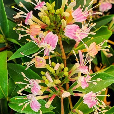 Chèvrefeuille grimpant Marinella ® - Leaderplant