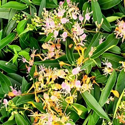 Chèvrefeuille grimpant Marinella ® - Leaderplant