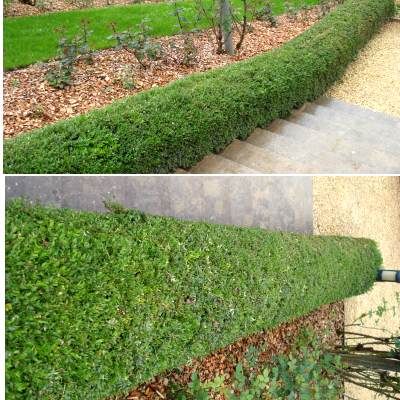 Chèvrefeuille à feuilles de Buis - Leaderplant