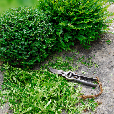 Chèvrefeuille arbustif Angeli - Leaderplant