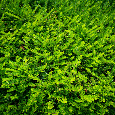 Chèvrefeuille arbustif Angeli - Leaderplant