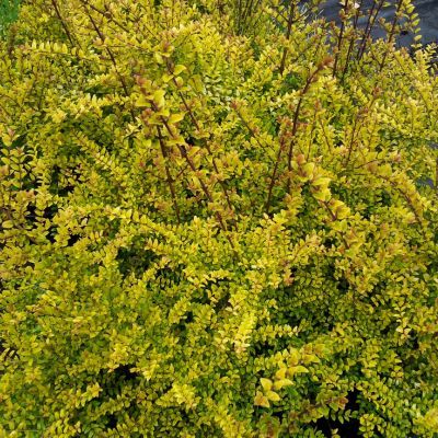 Chèvrefeuille Baggeson Gold - Leaderplant