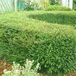 Chèvrefeuille à feuilles de Buis - Leaderplant