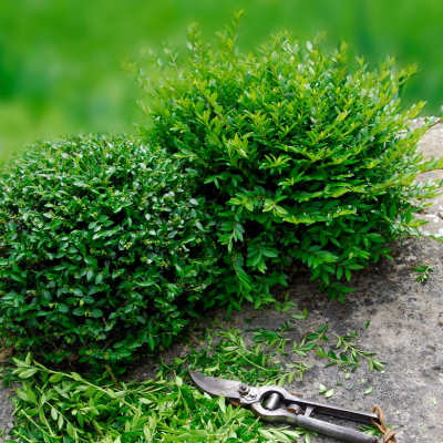 Chèvrefeuille arbustif à feuilles de Buis en mini-motte - Leaderplant