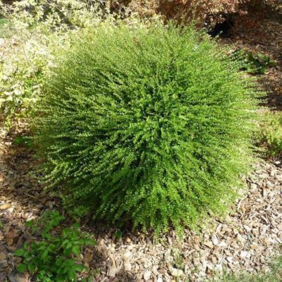 BON PLAN  -50% Chèvrefeuille arbustif Parmin  - Leaderplant