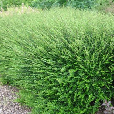 BON PLAN  -50% Chèvrefeuille arbustif Parmin  - Leaderplant