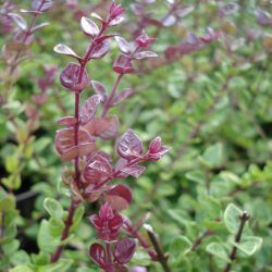Chèvrefeuille Red Tips - Leaderplant