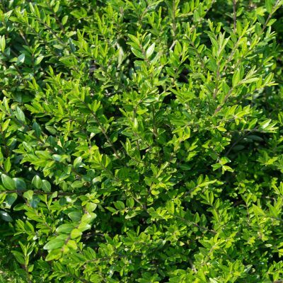 Chèvrefeuille arbustif Mossgreen - Leaderplant