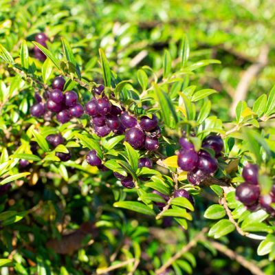 Chèvrefeuille arbustif Mossgreen - Leaderplant